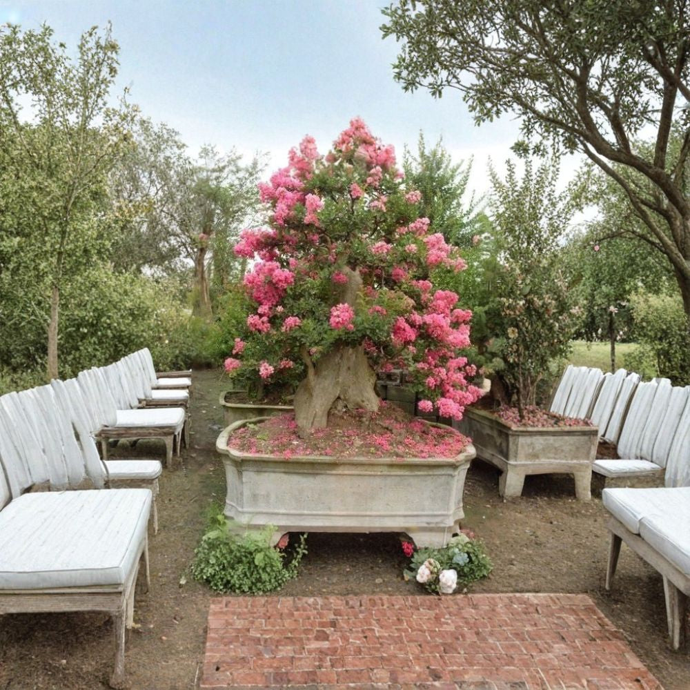 Crape Myrtle – Lagerstroemia indica 300 Seeds | Mixed Colors | Ready for Cold Stratification  Fast Growing Flowering Tree | Long Summer Blooms | Drought Tolerant