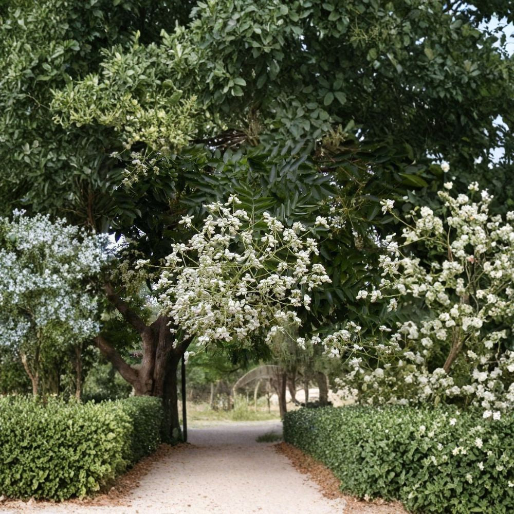 Japanese Pagoda Tree – Sophora japonica Seeds | 30 Seeds | Fast Growing Shade Tree | Fragrant Summer Flowers | Urban Hardy