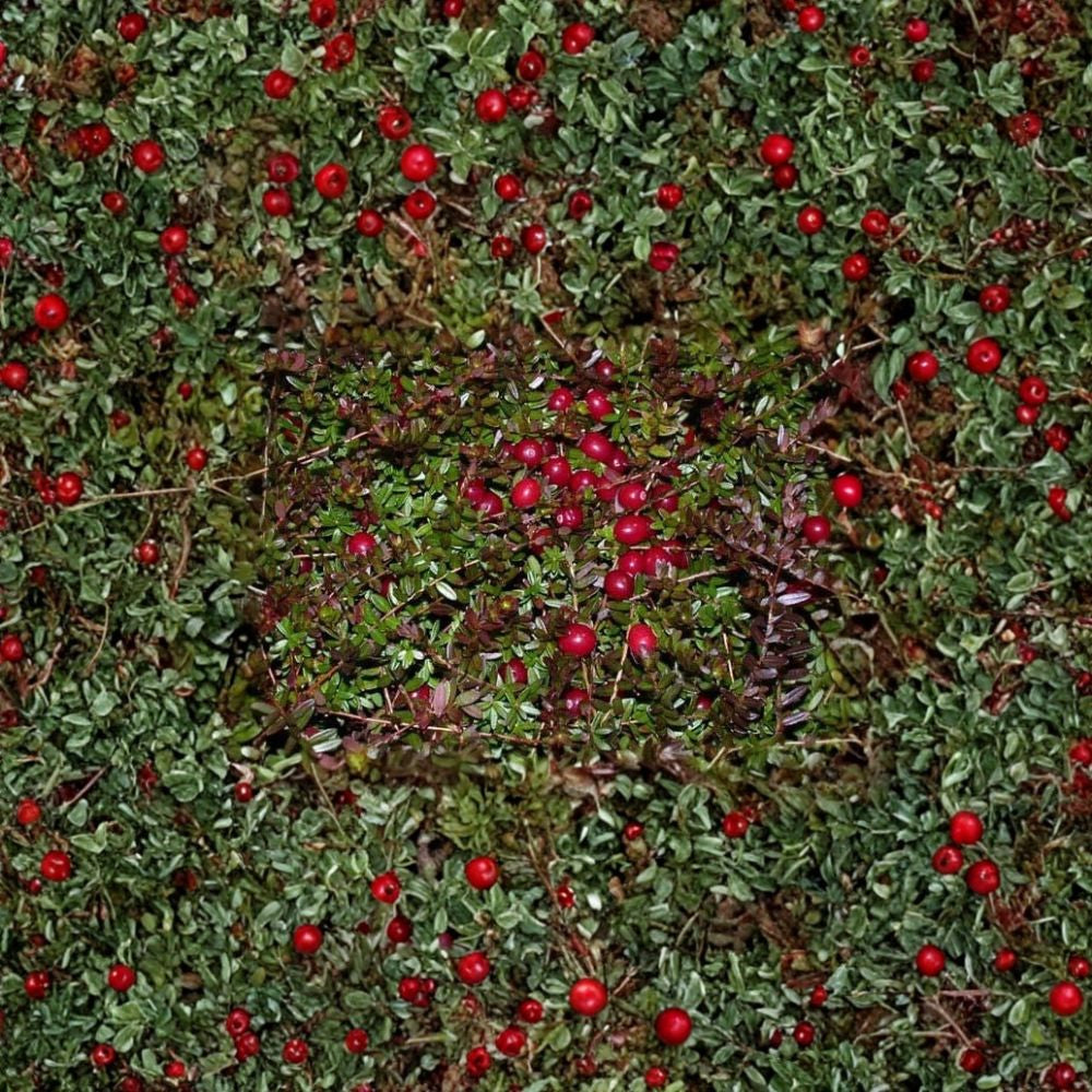 American Cranberry – Vaccinium macrocarpon 600 Seeds | Edible Ground Cover | Hardy Evergreen  Bulk Berry Plant | Fall Color | Wildlife Friendly