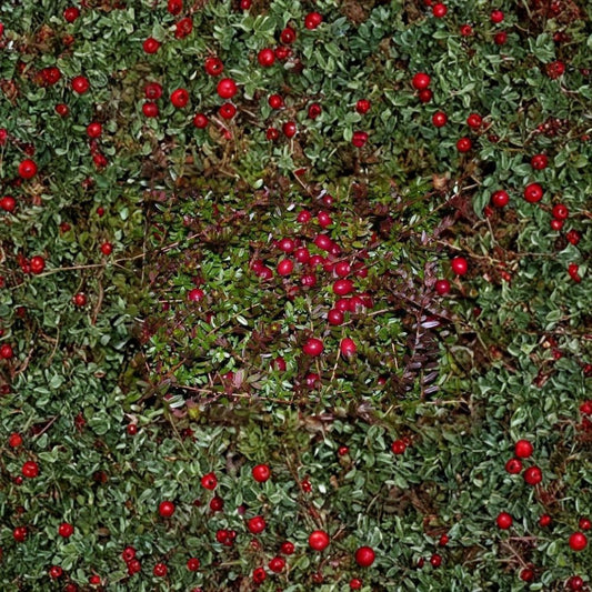 American Cranberry – Vaccinium macrocarpon 600 Seeds | Edible Ground Cover | Hardy Evergreen  Bulk Berry Plant | Fall Color | Wildlife Friendly