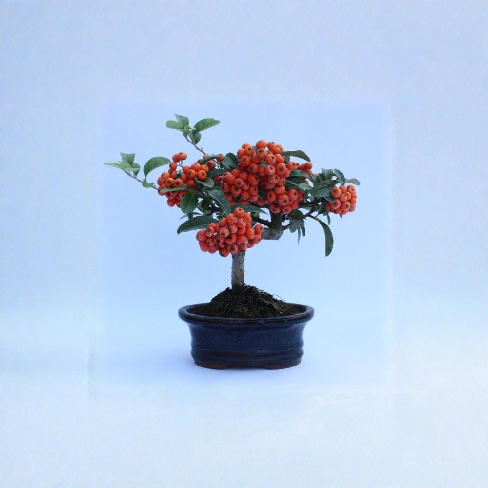 Scarlet Firethorn – Pyracantha coccinea 400 Shrub Seeds | Thorny Hedge Plant | Bright Red Winter Berries  Fast Growing • Showy Fruit • Wildlife Friendly