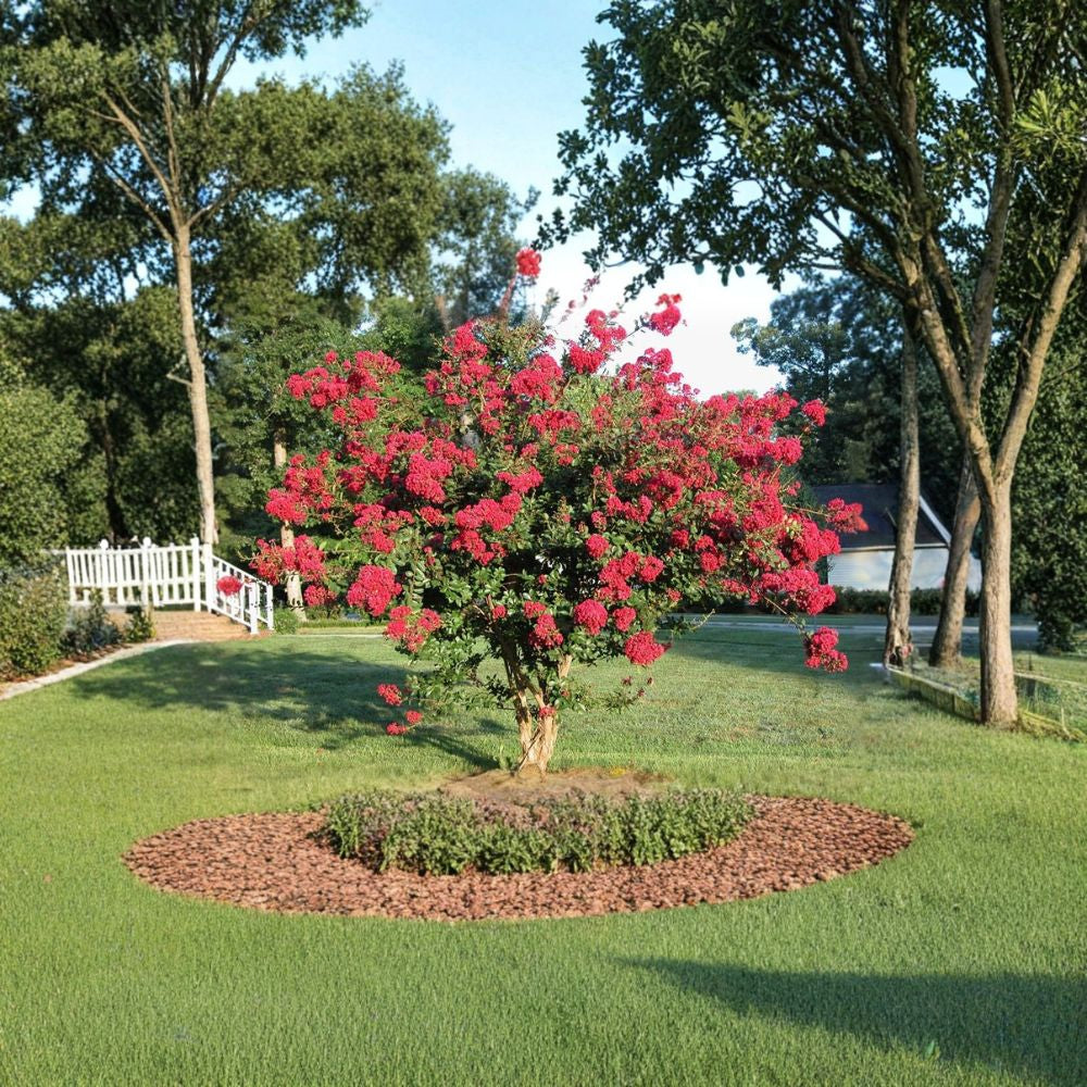Crape Myrtle – Lagerstroemia indica 600 Seeds | Mixed Colors | Ready for Cold Stratification  Fast Growing Flowering Tree | Long Summer Blooms | Drought Tolerant