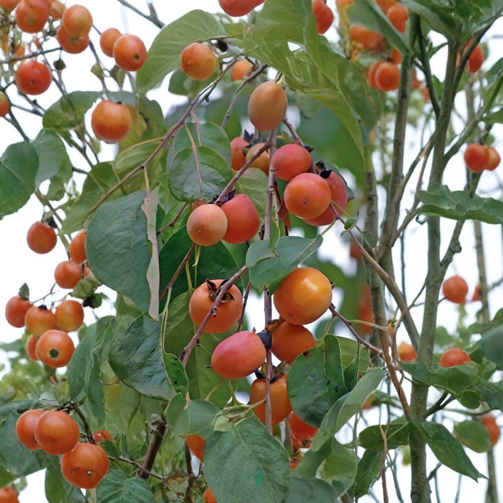 American Persimmon – Diospyros virginiana Seeds | 5 Seeds | Hardy Native Fruit Tree | Edible & Wildlife Friendly