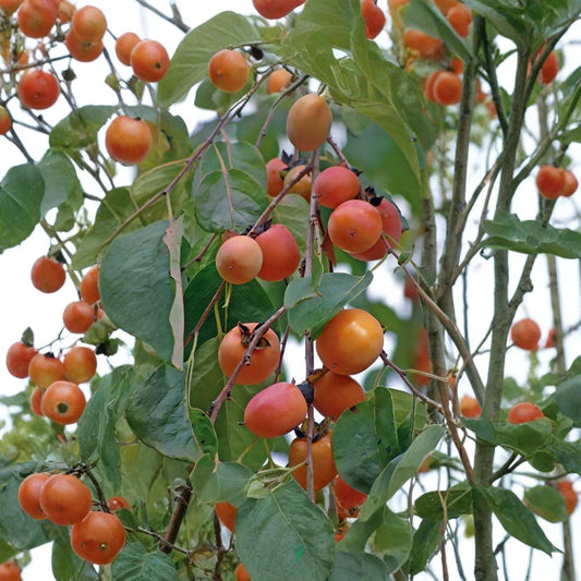 American Persimmon – Diospyros virginiana Seeds | 5 Seeds | Hardy Native Fruit Tree | Edible & Wildlife Friendly
