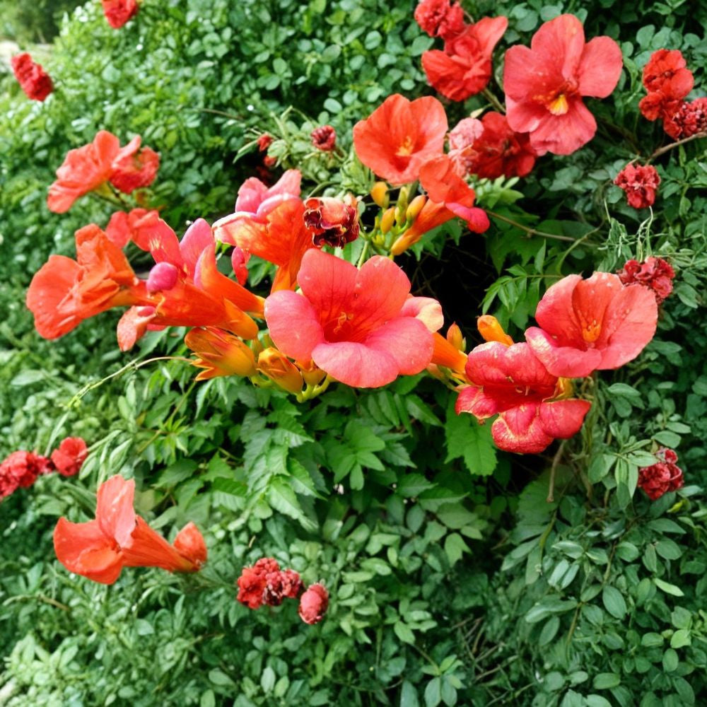 Trumpet Creeper – Campsis radicans Seeds | 400 Seeds | Fast Growing Hardy Vine | Attracts Hummingbirds