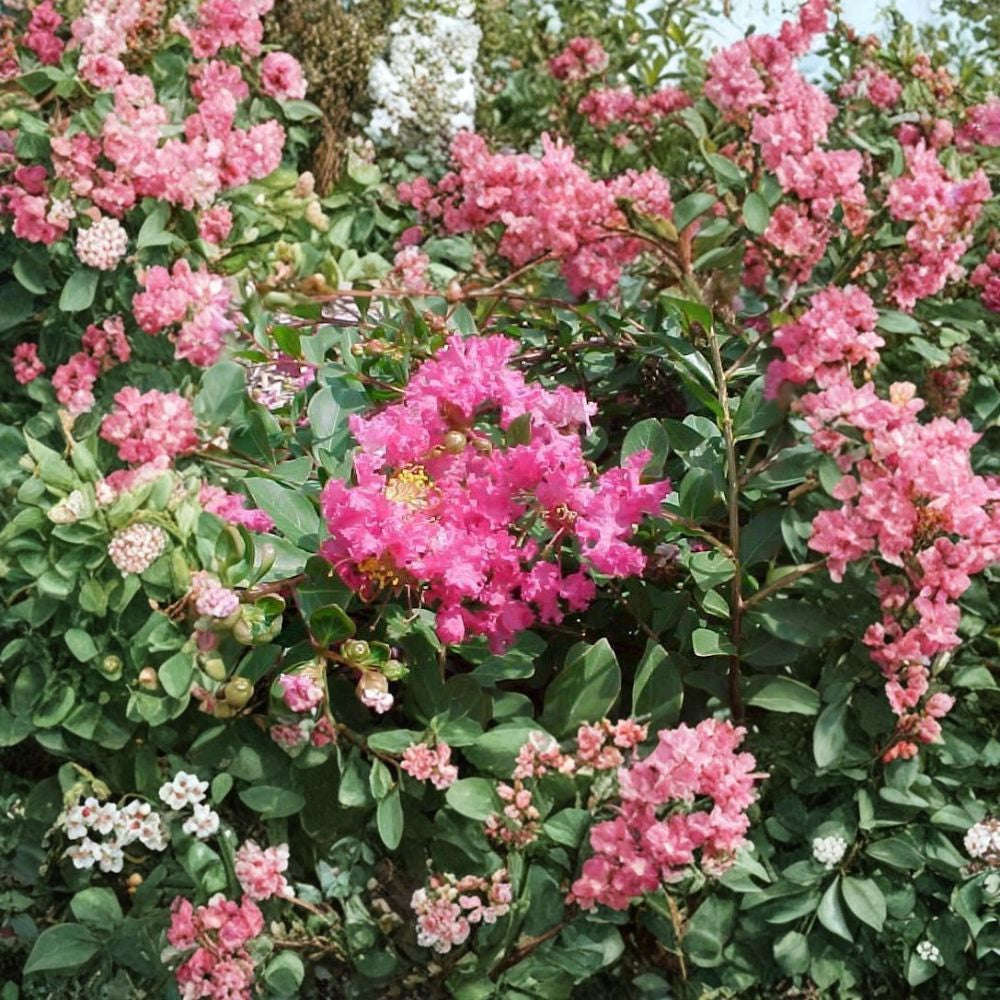 Crape Myrtle – Lagerstroemia indica 1800 Seeds | Mixed Colors | Ready for Cold Stratification  Fast Growing Flowering Tree | Long Summer Blooms | Drought Tolerant
