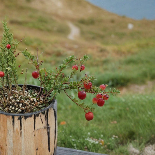 American Cranberry – Vaccinium macrocarpon 5400 Seeds | Commercial Bulk Pack | Hardy Edible Ground Cover  Large-Scale Planting | Fall Color | Wildlife Friendly