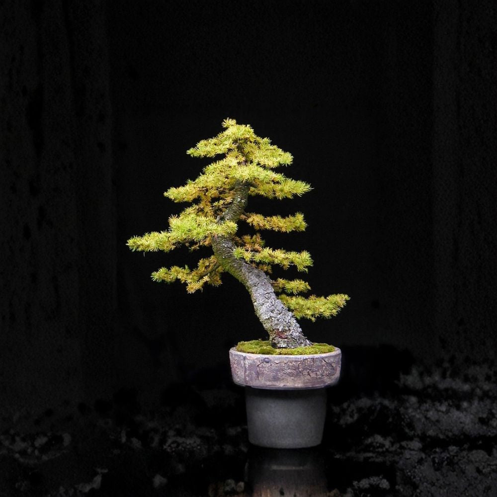 Japanese Larch – Larix kaempferi (Larix leptolepis) | 100 Seeds | Golden Fall Color Deciduous Conifer | Cold Hardy Landscape Tree