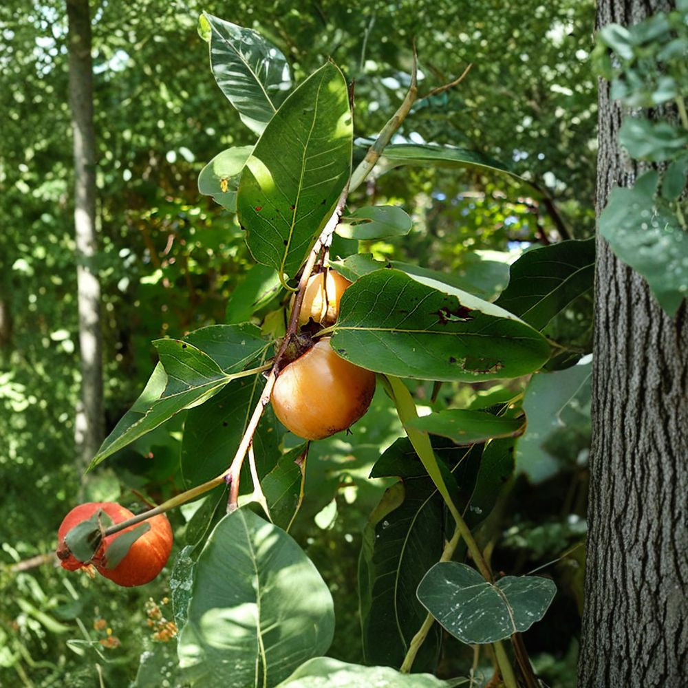 American Persimmon – Diospyros virginiana Seeds | 15 Seeds | Hardy Native Fruit Tree | Edible & Wildlife Friendly