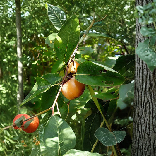 American Persimmon – Diospyros virginiana Seeds | 15 Seeds | Hardy Native Fruit Tree | Edible & Wildlife Friendly