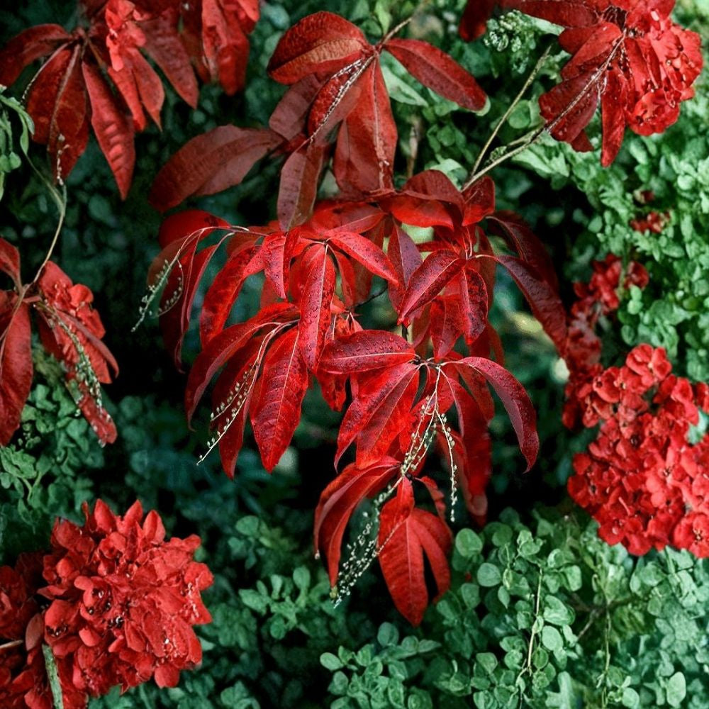 Lily of the Valley Tree – Oxydendrum arboreum 50 Seeds | Fragrant Flowering Tree | Brilliant Fall Color  Sourwood Tree | Honey Bee Favorite | Acid-Loving Native