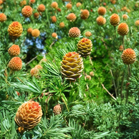Japanese Larch – Larix kaempferi (Larix leptolepis) | 200 Seeds | Golden Fall Color Deciduous Conifer | Cold Hardy Landscape Tree