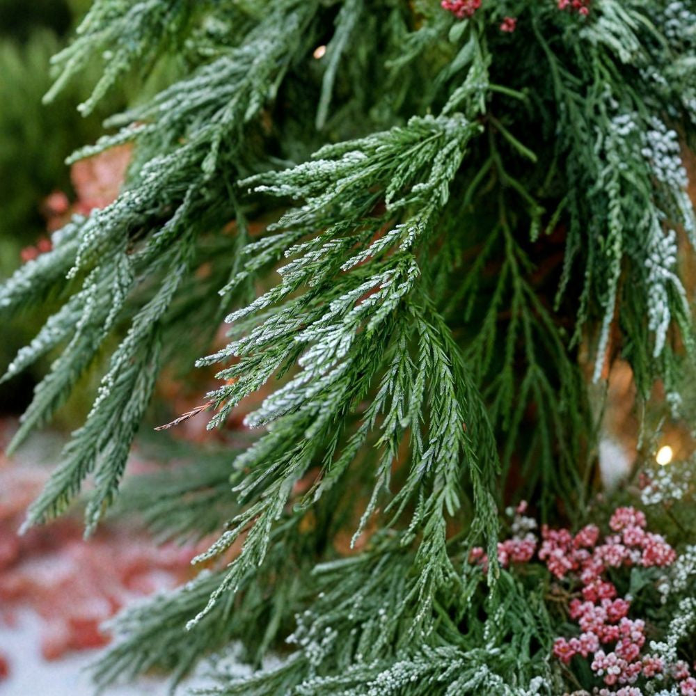 Giant Sequoia Tree Seeds – Sequoiadendron giganteum | 120 Seeds Massive Evergreen | Long-Lived | Iconic Redwood | Specimen Tree