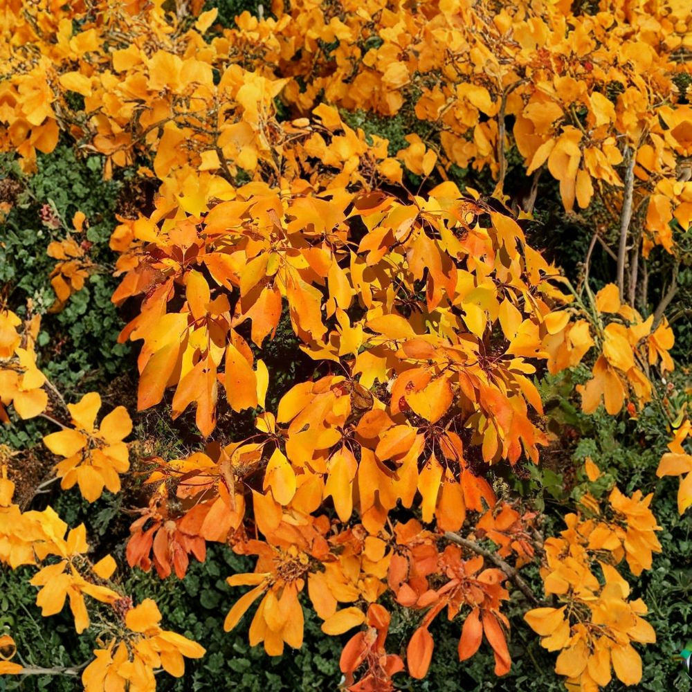 Fragrant Sassafras – Sassafras albidum 10 Seeds | Native Tree | Ready for Cold Stratification  Hardy Shade Tree | Brilliant Fall Color | Attracts Birds & Butterflies