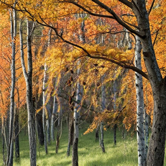 Japanese Larch – Larix kaempferi (Larix leptolepis) | 400 Seeds | Golden Fall Color Deciduous Conifer | Cold Hardy Landscape Tree