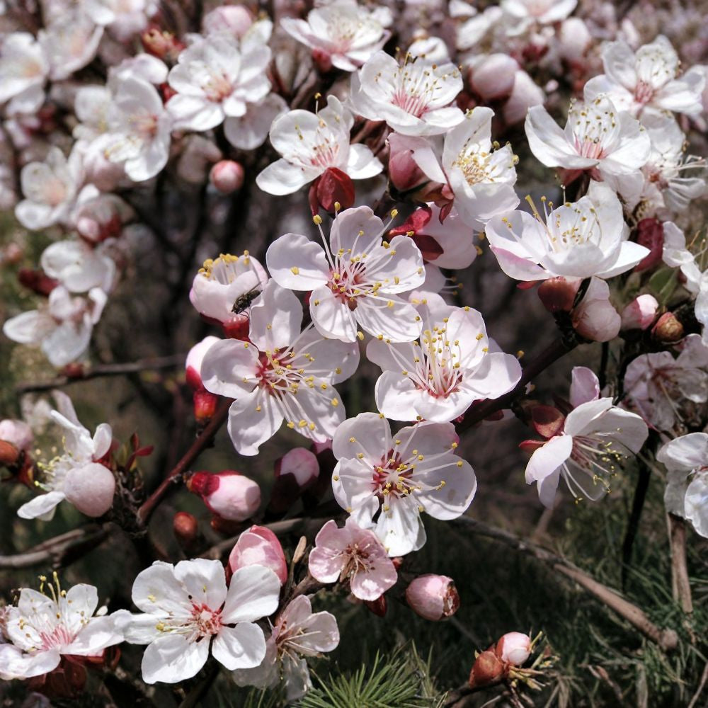 Mandchurian Apricot – Prunus armeniaca mandshurica 4 Seeds | Hardy Edible Fruit Tree | Cold Tolerant  Pink Spring Blossoms | Golden Fall Color | Wildlife Friendly