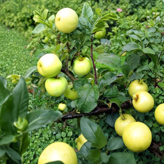 Antonovka Apple Tree Seeds – Malus domestica “Antonovka” | 20 Seeds | Cold Hardy Heirloom Fruit Tree | Rootstock Variety | Fast Growing
