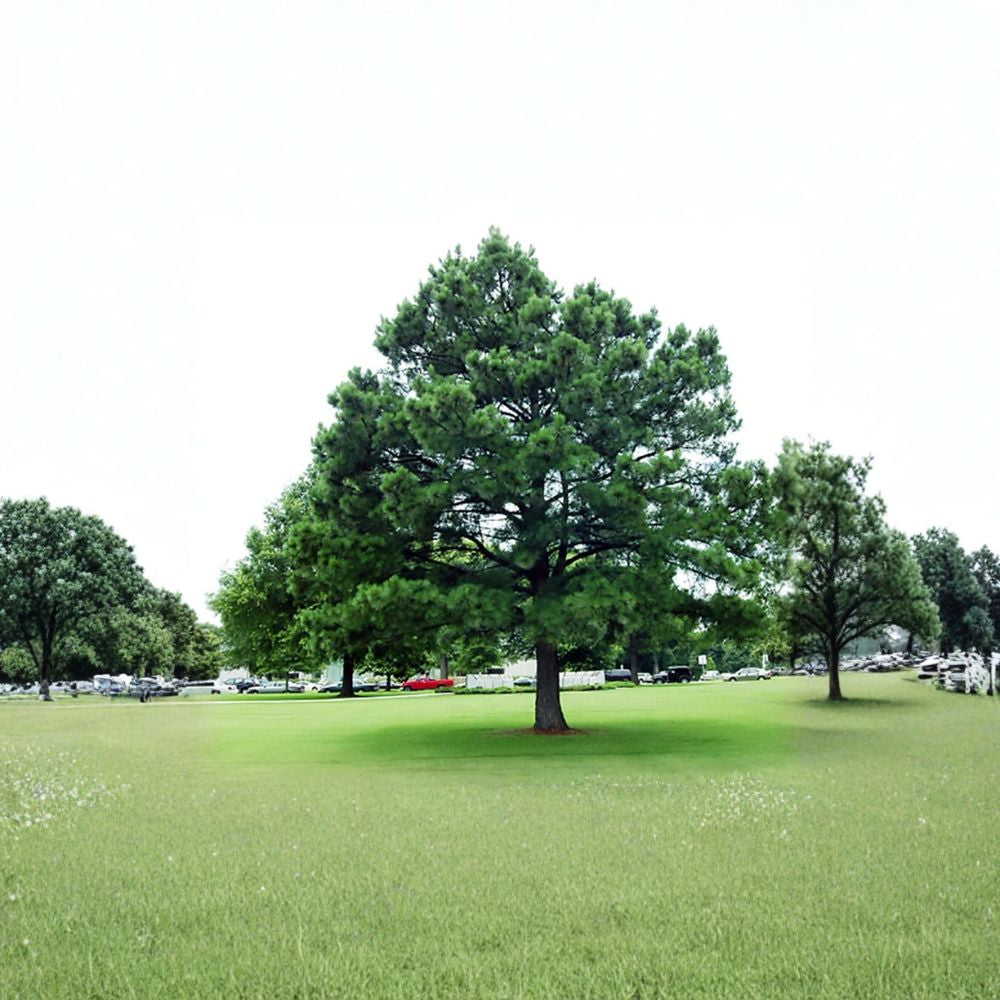Austrian Pine – Pinus nigra 30 Seeds | Evergreen Conifer | Ready for Cold Stratification  Hardy Windbreak Tree | Fast Growing | Drought & Salt Tolerant
