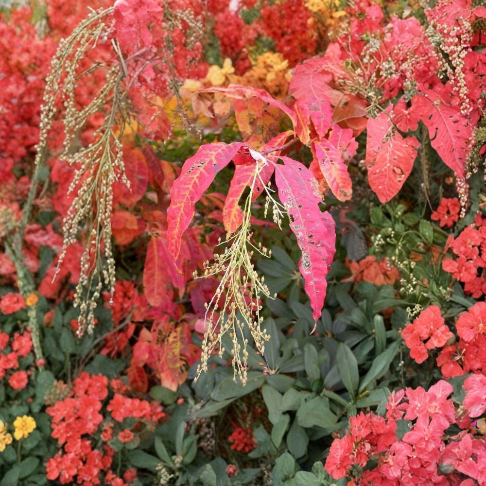 Lily of the Valley Tree – Oxydendrum arboreum 300 Seeds | Fragrant Flowering Tree | Brilliant Red Fall Color  Sourwood Tree | Honey Bee Favorite | Acid-Loving Native