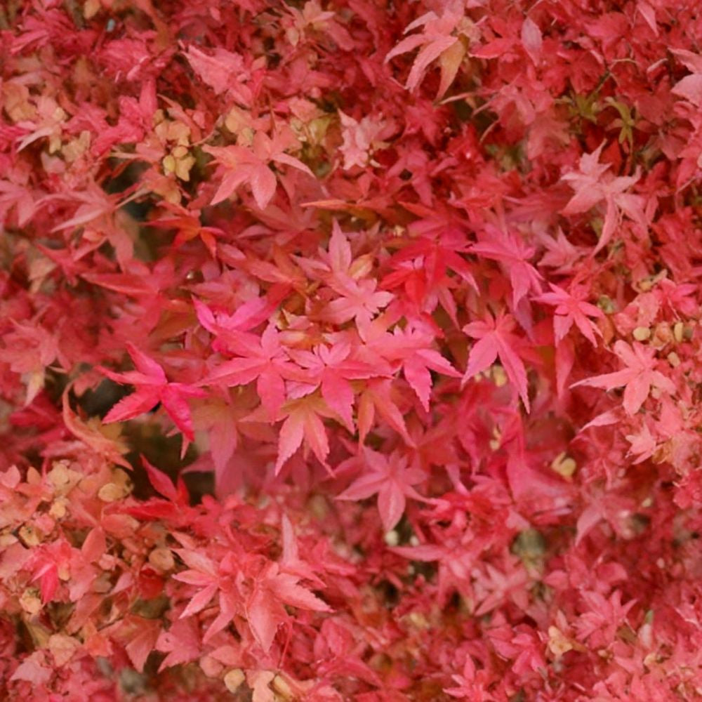 Red Japanese Maple – Acer palmatum atropurpureum Seeds | 10 Seeds | Ornamental Tree | Bonsai Friendly | Brilliant Fall Color