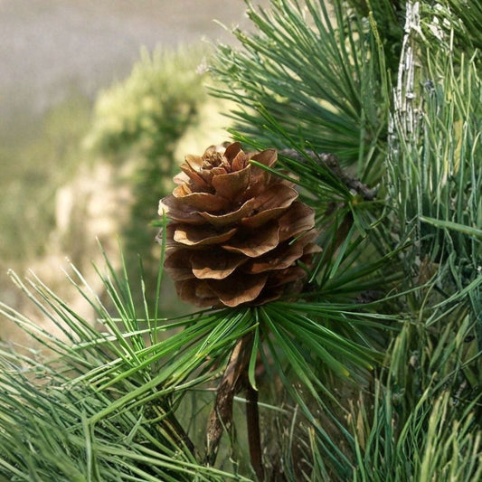Japanese Larch – Larix kaempferi (Larix leptolepis) | 800 Seeds | Golden Fall Color Deciduous Conifer | Cold Hardy Landscape Tree