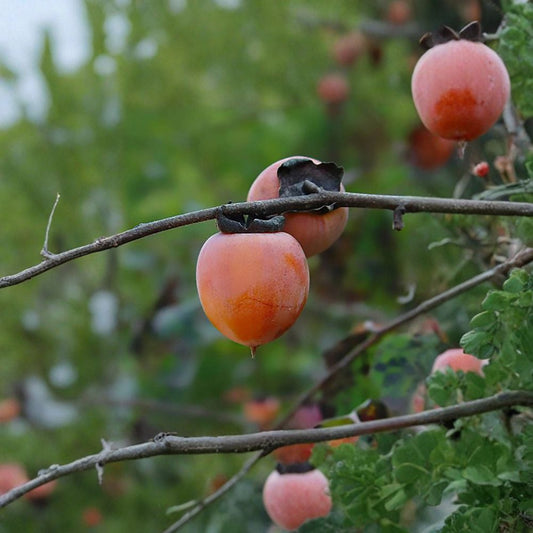 American Persimmon – Diospyros virginiana Tree Seeds | 120 Seeds | Hardy Native Fruit Tree | Edible & Wildlife Friendly