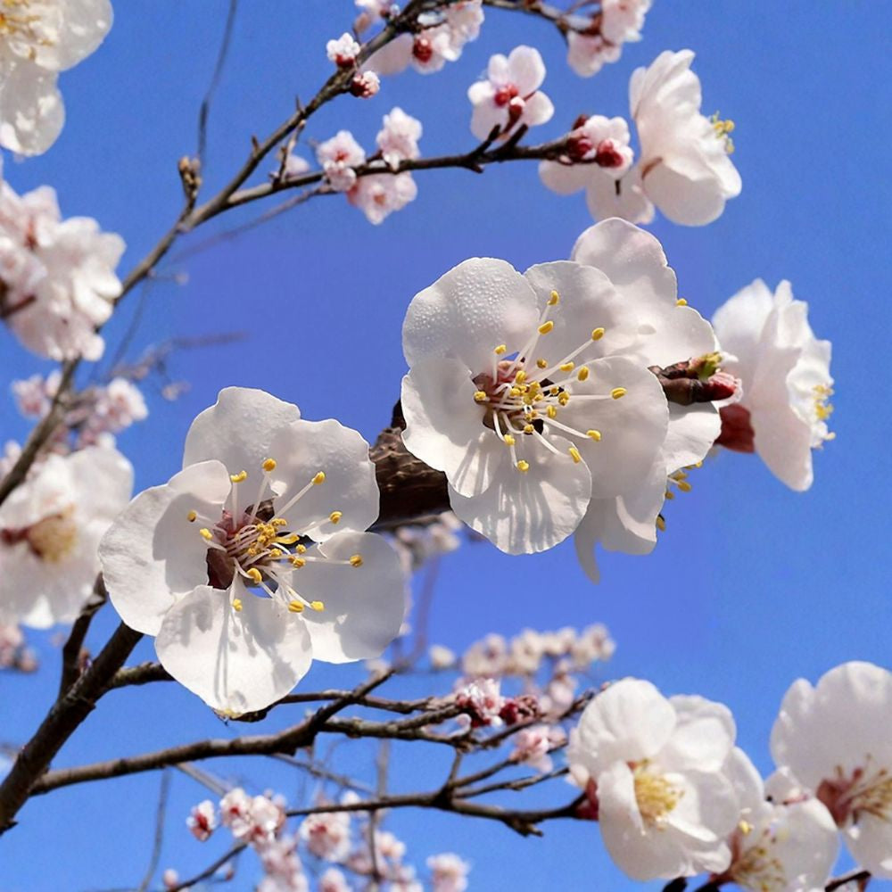 Mandchurian Apricot – Prunus armeniaca mandshurica 8 Seeds | Hardy Edible Fruit Tree | Cold Tolerant  Pink Spring Blossoms | Golden Fall Color | Wildlife Friendly