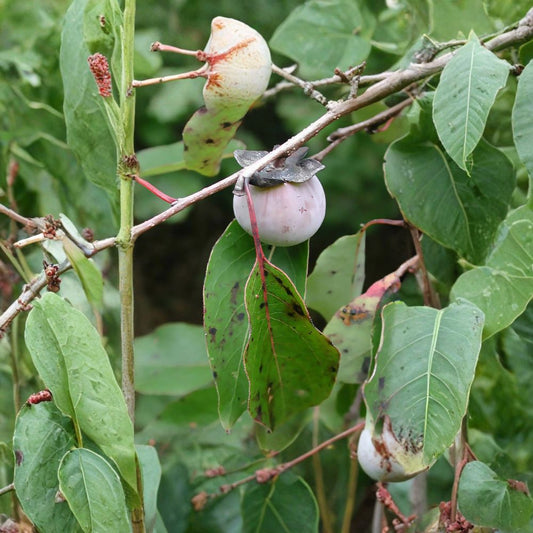 American Persimmon – Diospyros virginiana Tree Seeds | 240 Seeds | Hardy Native Fruit Tree | Edible & Wildlife Friendly