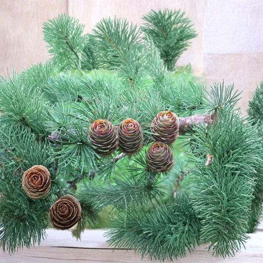Japanese Larch – Larix kaempferi (Larix leptolepis) | 1600 Seeds | Golden Fall Color Deciduous Conifer | Cold Hardy Forestry Tree