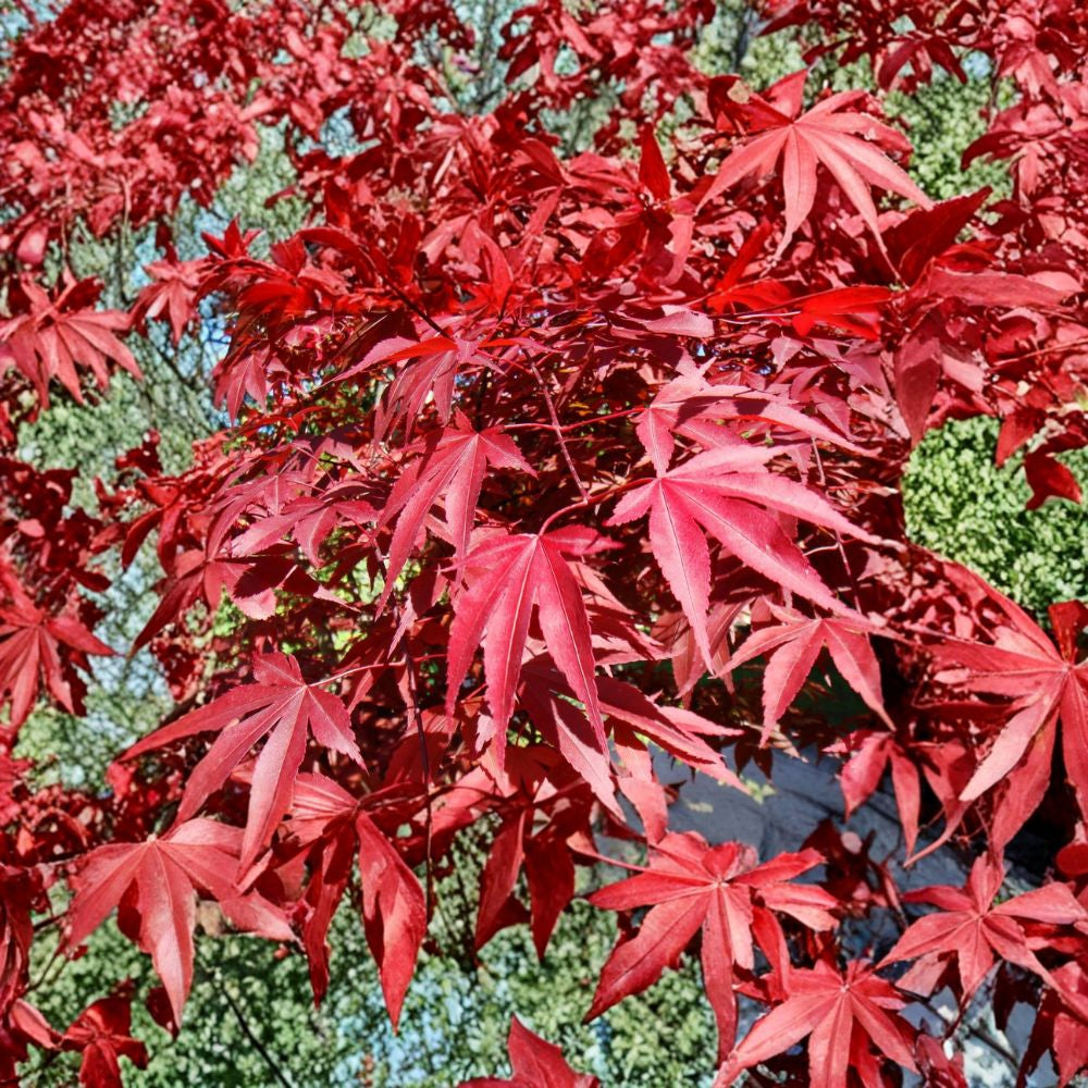 Red Japanese Maple – Acer palmatum atropurpureum Seeds | 30 Seeds | Ornamental Tree | Bonsai Friendly | Brilliant Fall Color