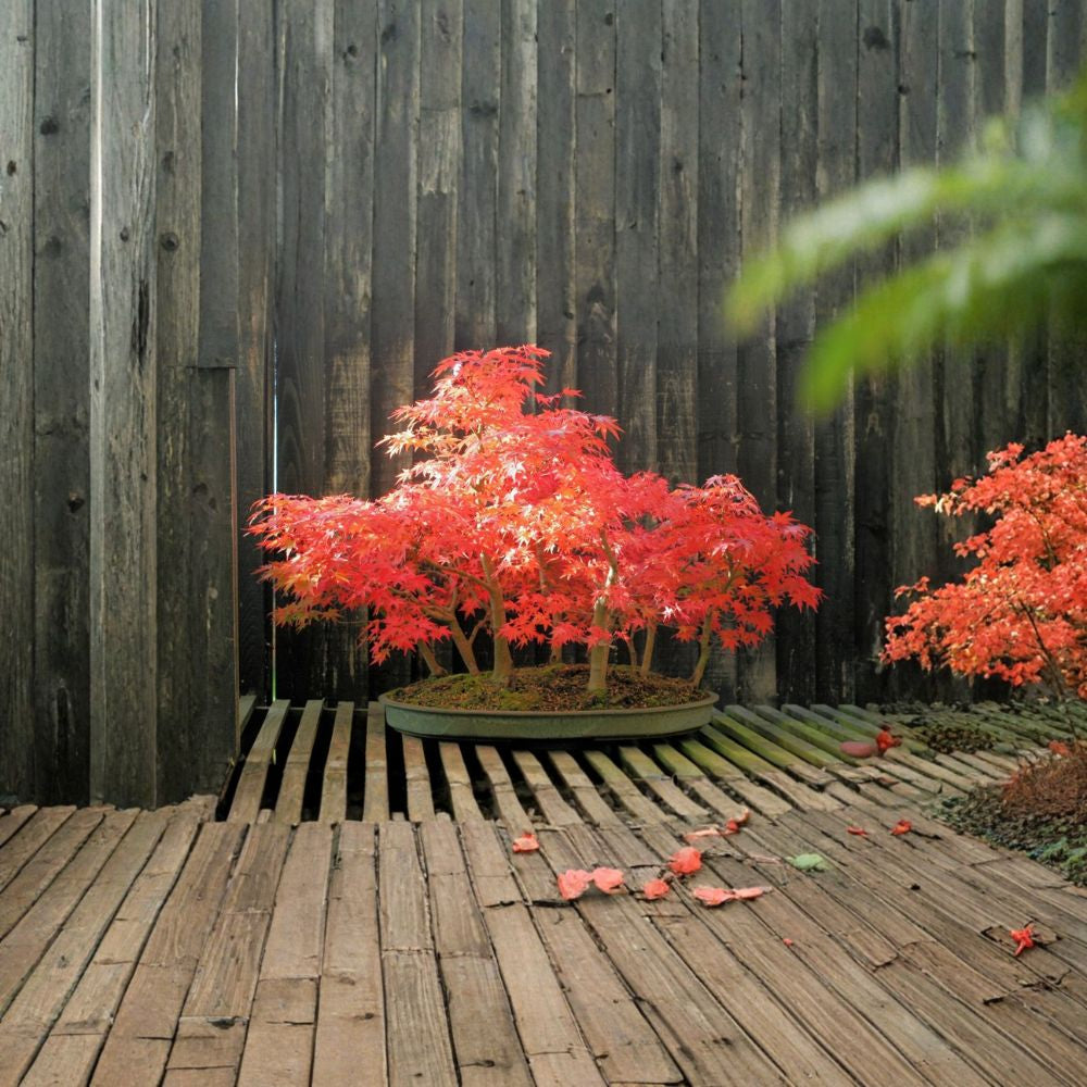 Red Japanese Maple – Acer palmatum atropurpureum Seeds | 60 Seeds | Ornamental Tree | Bonsai Friendly | Brilliant Fall Color