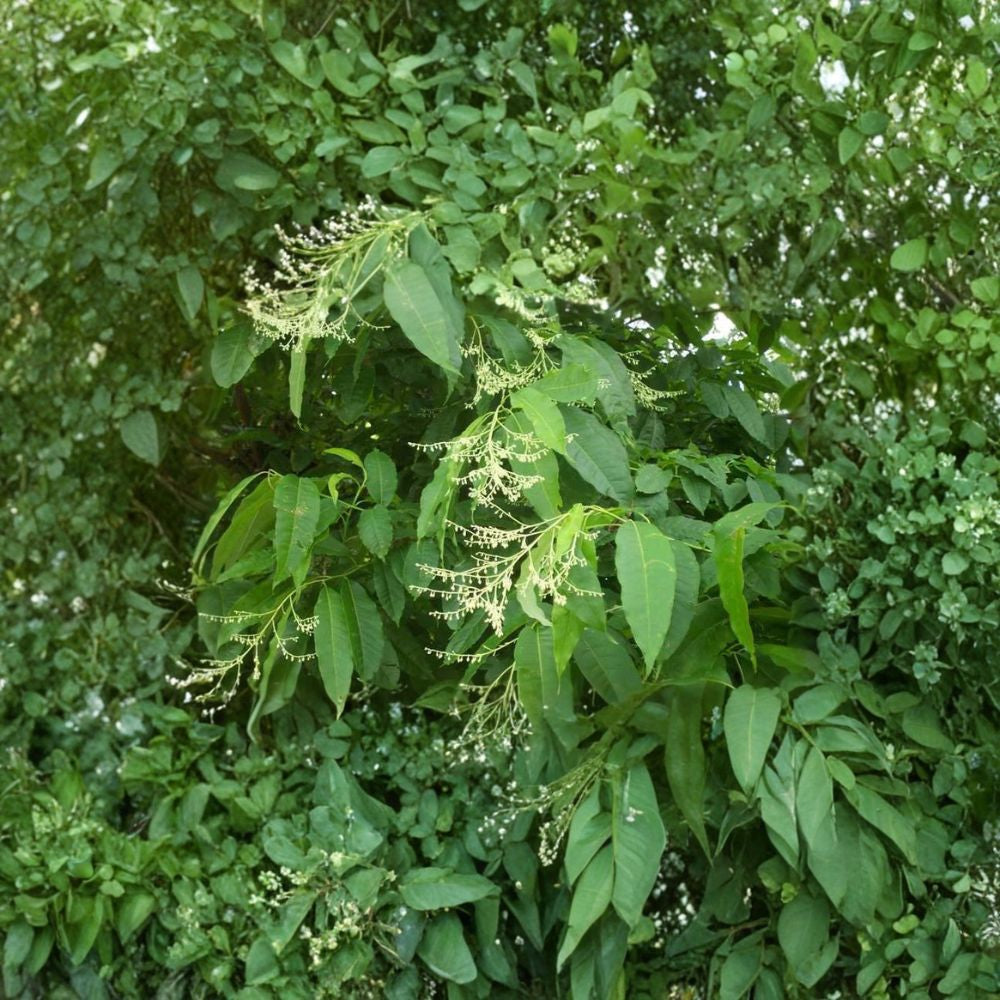 Lily of the Valley Tree – Oxydendrum arboreum 1800 Seeds | Bulk Fragrant Flowering Tree | Brilliant Red Fall Color  Sourwood Tree | Honey Bee Favorite | Acid-Loving Native