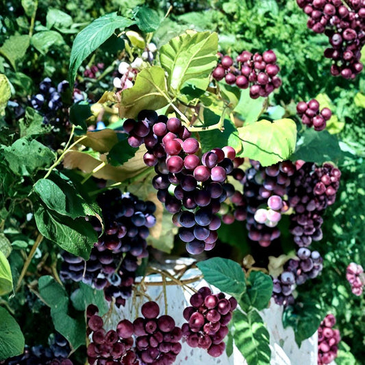 Wine Grape – Vitis vinifera | 60 Seeds Edible Climbing Vine | Fast Growing | Beautiful Fall Color