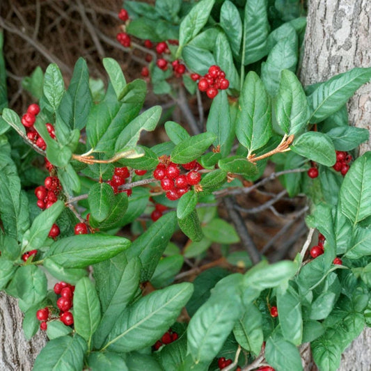 Russet Buffaloberry – Shepherdia canadensis 30 Seeds | Hardy Edible Native Shrub | Fast Growing  Wildlife Friendly | Nitrogen Fixing | Cold Hardy Zones 2–6