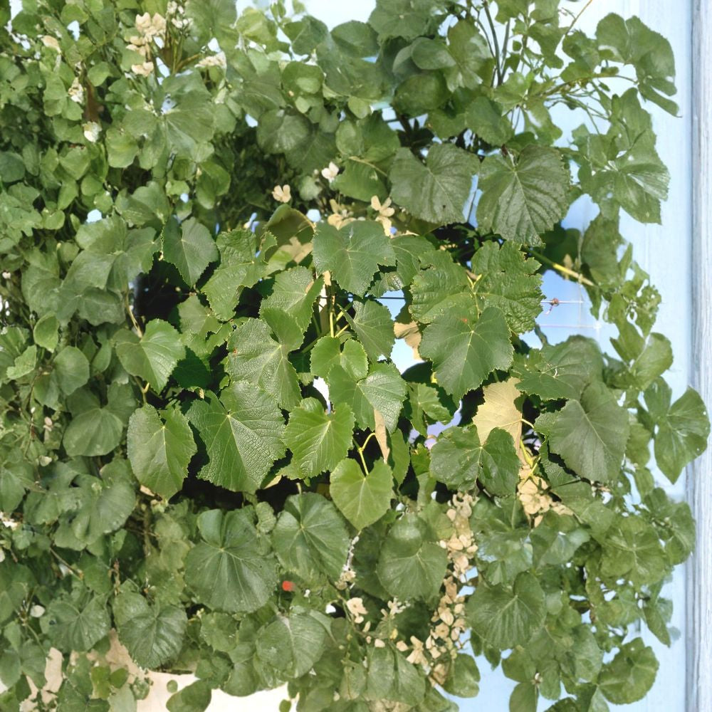 Wine Grape – Vitis vinifera | 120 Seeds Edible Climbing Vine | Fast Growing | Beautiful Fall Color