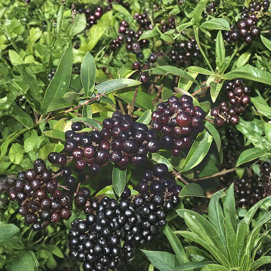 Privet Shrub – Ligustrum vulgare Seeds | 30 Seeds | Fast Growing Hardy Hedge | Fragrant Flowering Shrub | Topiary Plant