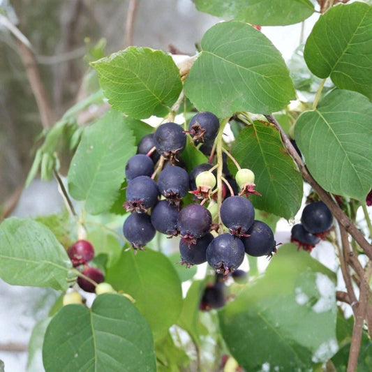 Saskatoon Serviceberry – Amelanchier alnifolia 30 Seeds | Hardy Edible Shrub | Beautiful Spring & Fall Color  Juneberry | Cold Tolerant | Wildlife Friendly Native