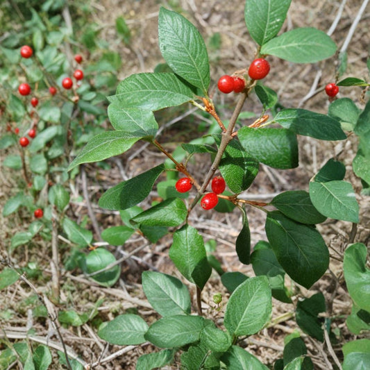 Russet Buffaloberry – Shepherdia canadensis 100 Seeds | Hardy Edible Native Shrub | Fast Growing  Wildlife Friendly | Nitrogen Fixing | Cold Hardy Zones 2–6