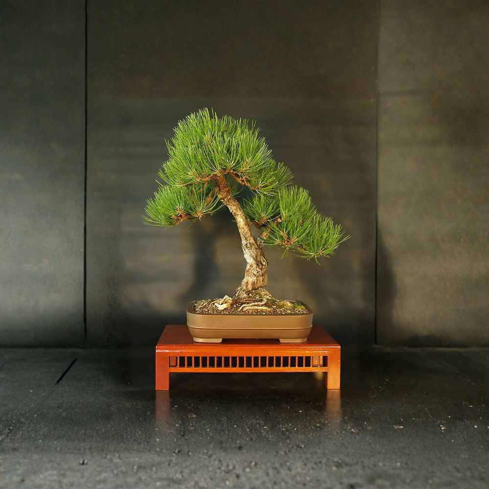 Austrian Pine – Pinus nigra 1600 Seeds | Evergreen Conifer | Ready for Cold Stratification  Hardy Windbreak Tree | Fast Growing | Drought & Salt Tolerant
