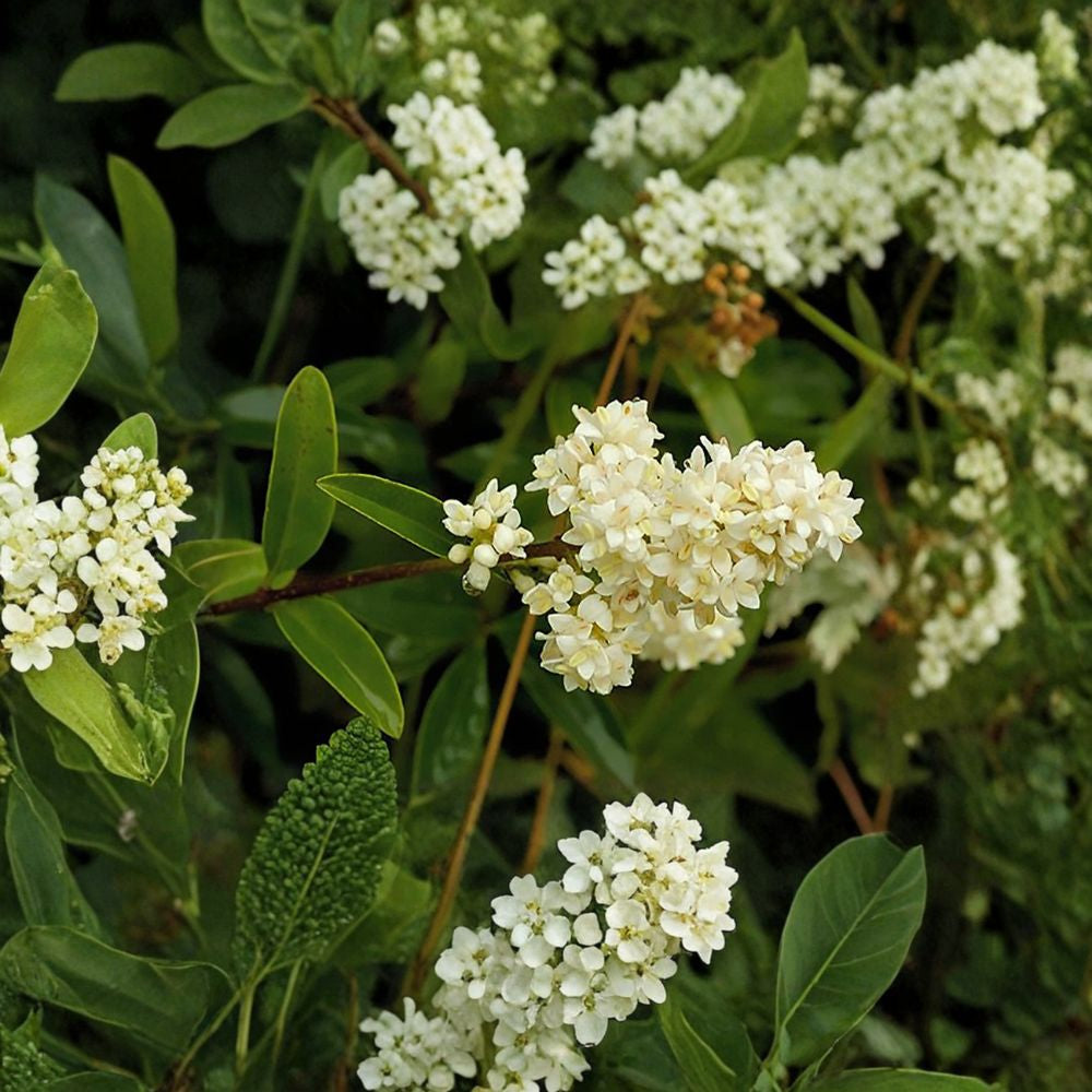 Privet Shrub – Ligustrum vulgare Seeds | 100 Seeds | Fast Growing Hardy Hedge | Fragrant Flowering Shrub | Privacy Screen