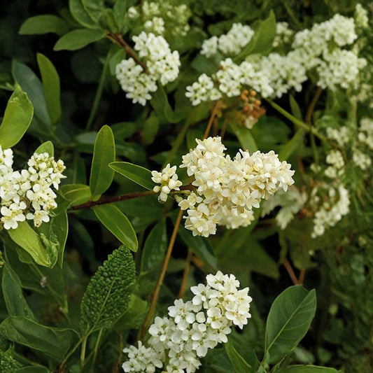 Privet Shrub – Ligustrum vulgare Seeds | 100 Seeds | Fast Growing Hardy Hedge | Fragrant Flowering Shrub | Privacy Screen