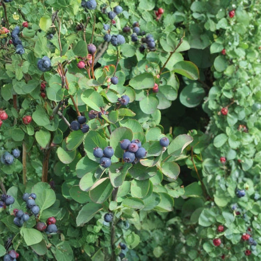Saskatoon Serviceberry – Amelanchier alnifolia 100 Seeds | Hardy Edible Shrub | Spring Blooms & Fall Color  Juneberry | Wildlife Friendly | Cold & Wind Tolerant