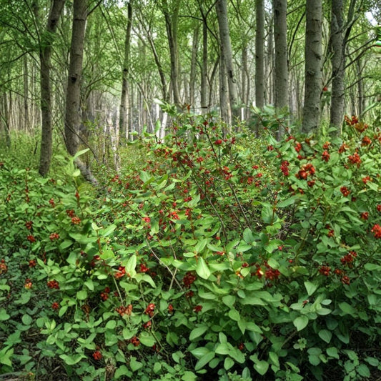 Russet Buffaloberry – Shepherdia canadensis 200 Seeds | Hardy Edible Native Shrub | Fast Growing  Wildlife Friendly | Nitrogen Fixing | Cold Hardy Zones 2–6