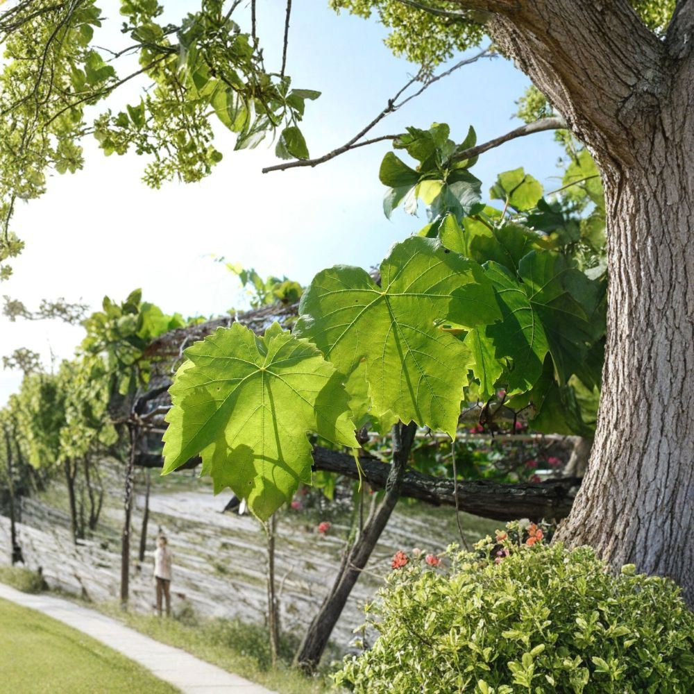 Wine Grape – Vitis vinifera | 240 Seeds Edible Climbing Vine | Fast Growing | Beautiful Fall Color