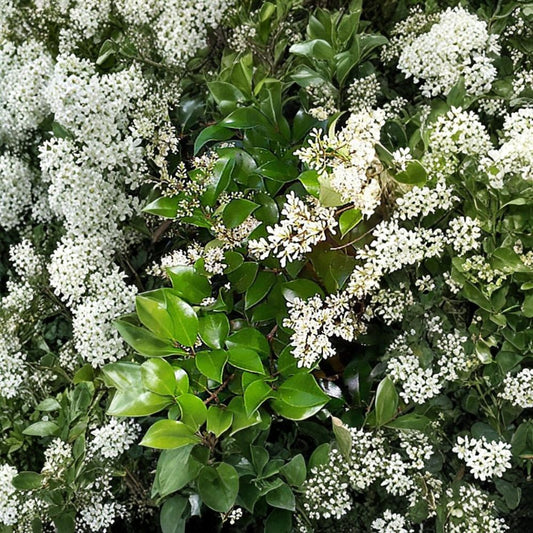 Privet Shrub – Ligustrum vulgare Seeds | 200 Seeds | Fast Growing Hardy Hedge | Fragrant Flowering Shrub | Privacy Screen