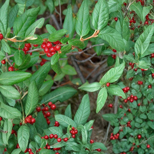 Russet Buffaloberry – Shepherdia canadensis 400 Seeds | Hardy Edible Native Shrub | Fast Growing  Wildlife Friendly | Nitrogen Fixing | Cold Hardy Zones 2–6