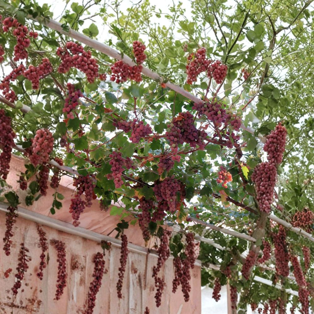 Wine Grape – Vitis vinifera | 480 Seeds Edible Climbing Vine | Fast Growing | Beautiful Fall Color