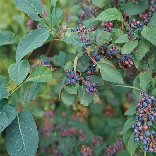 Saskatoon Serviceberry – Amelanchier alnifolia 200 Seeds | Hardy Edible Shrub | Spring Blooms & Vibrant Fall Color  Juneberry | Cold Tolerant Native | Wildlife Friendly
