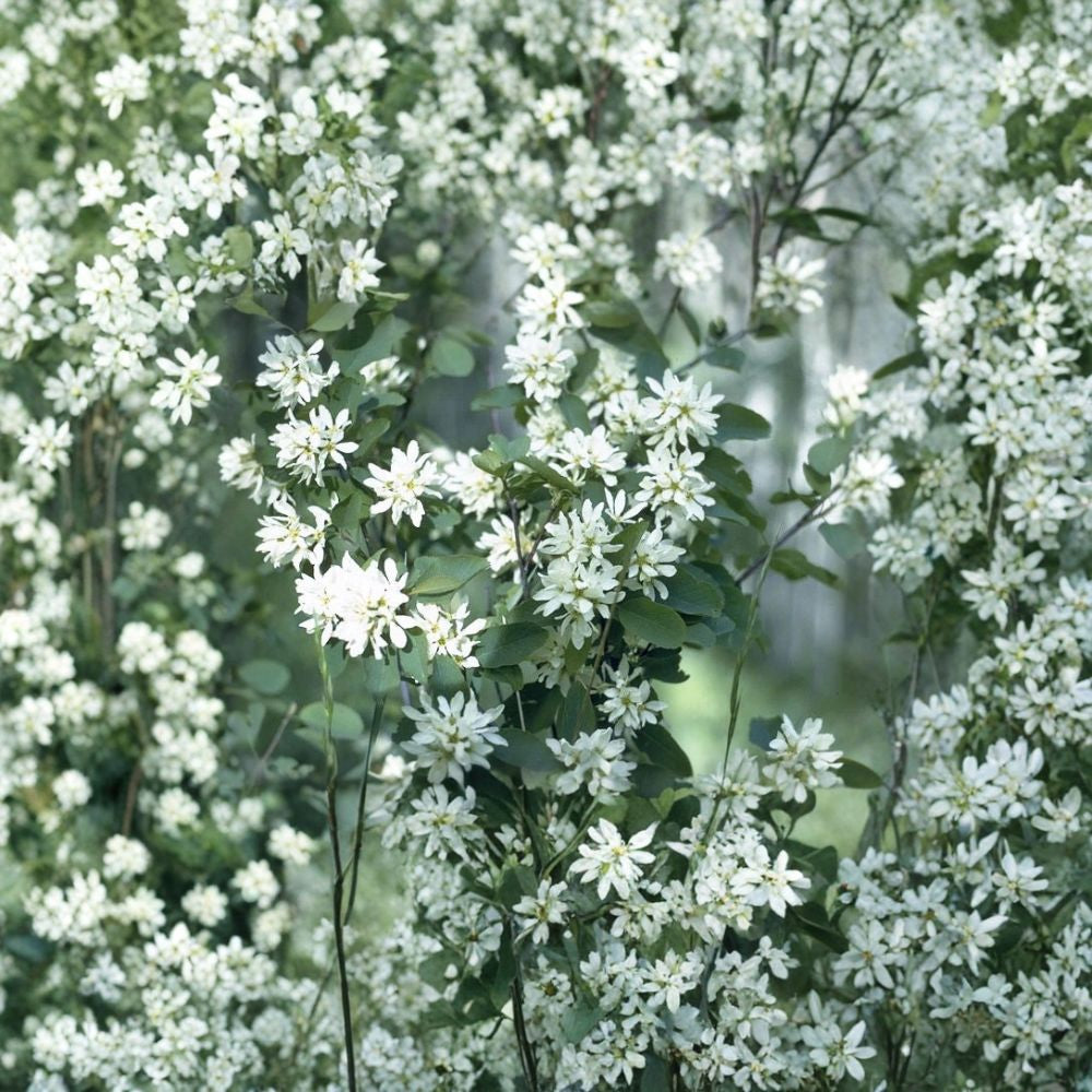 Saskatoon Serviceberry – Amelanchier alnifolia 400 Seeds | Hardy Edible Shrub | Spring Flowers & Brilliant Fall Color  Juneberry | Wildlife Friendly | Cold & Wind Tolerant Native