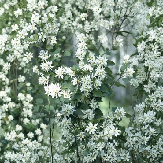 Saskatoon Serviceberry – Amelanchier alnifolia 400 Seeds | Hardy Edible Shrub | Spring Flowers & Brilliant Fall Color  Juneberry | Wildlife Friendly | Cold & Wind Tolerant Native